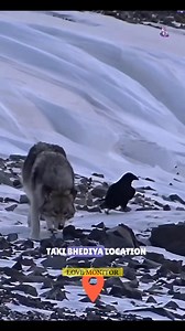 Raven or Wolf Friendship | Love Monitor