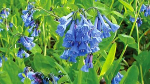 Now is the best time to see spring wildflowers in Iowa. Here's what to look for.