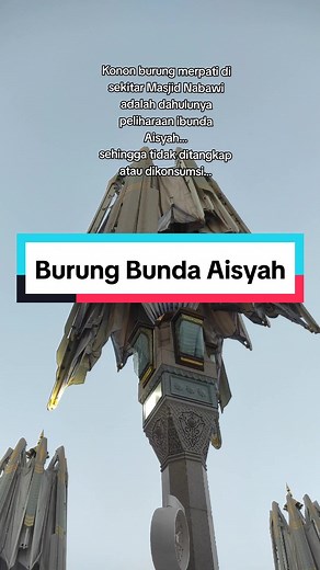 Burung Merpati di Sekitar Masjid Nabawi: Keajaiban dan Kisah Peliharaan Aisyah