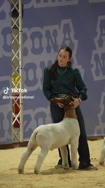 Livestock Show: Intimidating Goat Ride Competencia de Cabras