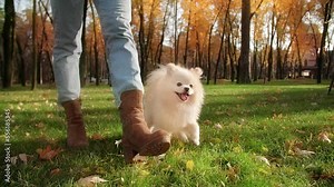 Portrait of cute white Pomeranian walking in sunny park with his owner. Close-up view of Spitz dog looking cheerful while strolling around green lawn outdoors. High quality FullHD footage