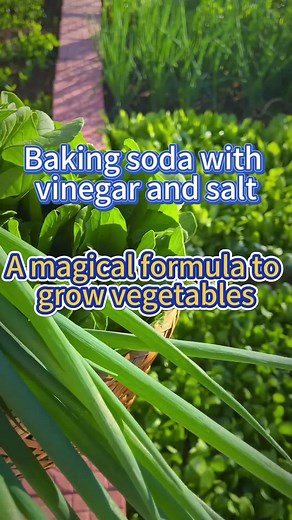 Grow Green and Healthy Vegetables with a Magical Formula