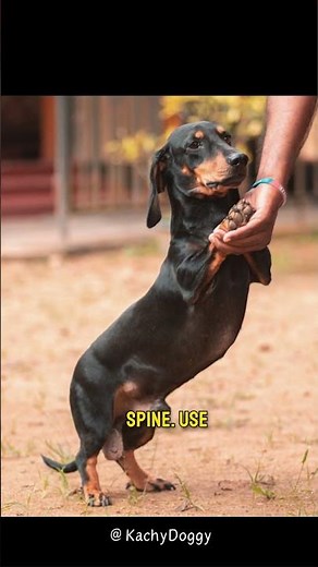 Why Dachshunds Get Back Injuries and How to Avoid Them #shorts #dog