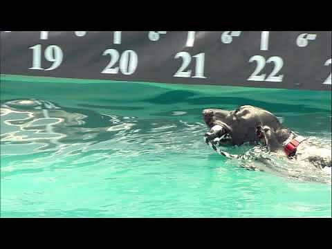The 2021 Purina Pro Plan Incredible Dog Challenge 1st Place Results - Diving Dog Competition