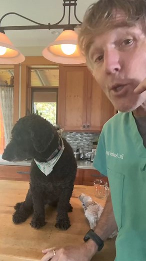 Big dog ear infection? Try this awesome home remedy! #dogear #dogearinfection #dogearcleaning #dogremedies #homeremedy #veterinarysecrets | Daily Pet Tips