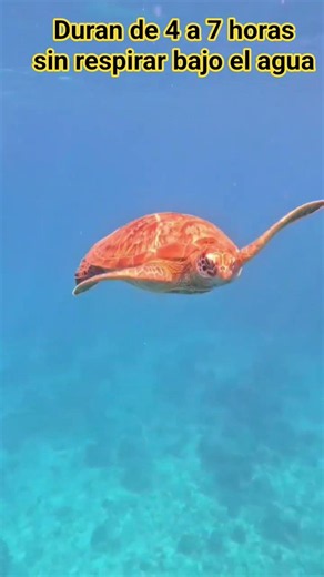 Did you know that sea turtles can stay underwater for up to 7 hours without breathing?