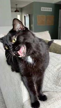 Nuggy chats! What do you think he asked Santa for Christmas??🎄 #christmas #nuggychats #blackcats