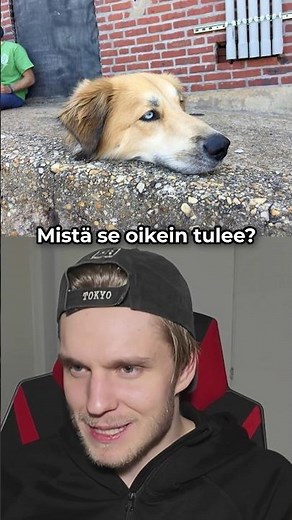 Aidot kuvat jotka näyttää AI:n tekemiltä