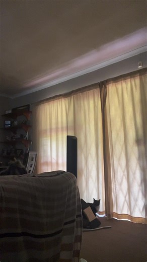 Shellz (@c.shellz)’s videos with son original - towic