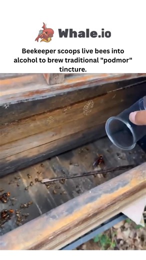 Laugh_leakkk on Instagram: "- This post features a 73-second video of a beekeeper using smoke and tools to gently harvest honey from a wooden hive, capturing the process from comb extraction to jar filling without harming the colony. - Shared by @MlKKEYY, an account curating uplifting short videos on daily life and animals with 9.5k followers, it garnered 2.8 million views and 1.4k likes in two days, reflecting strong appeal for hands-on nature content. - The clip educates on sustainable apicult