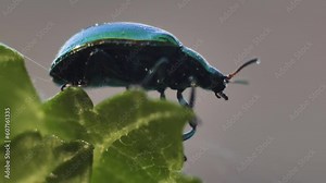 Green leaf beetle, Linaeidea aenea. A beetle moves on a tree leaf