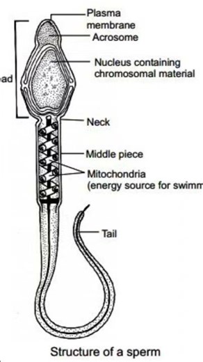 reproductive system#structure of sperm#Male reproductive system#general science#ssc #gk #cgl #upsc
