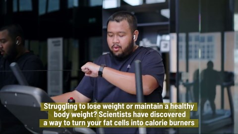 Scientists Discover How To Use White Fat Cells To Burn Calories