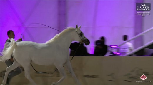 1.2K views · 77 reactions |  Peninsula Arabian Horse World Cup 2025 Mares 7-9 Years Old (Class 5) 1st Place in class goes to: N. 58 – MOZZON AL SAFINAT ( MUTAIR AL RAYYAN x AUTHENTIC AMEERAH ) Breeder: HAMAD YOUSIF HAMAD AL FARAN AL DOSSARY Owner: EIHAB YOUSEF H ALDOSSARY/AL SAFENAT STUD FOR ARABEAN HORSES | Arabian Essence di Elvis Giughera | Facebook