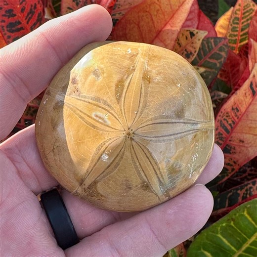 Sand Dollar Fossil From Madagascar - Etsy