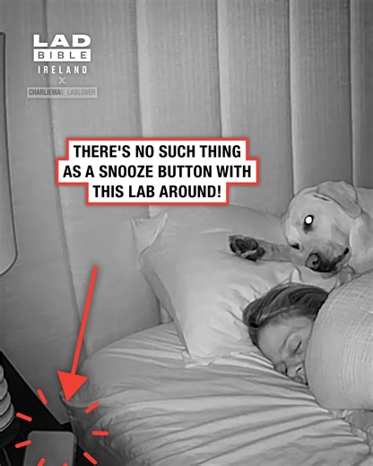 Why buy an alarm when you have this Labrador?! 😂 | LADbible Ireland