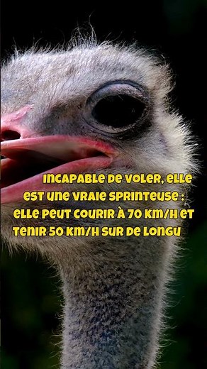 5 faits incroyables sur l’autruche que tu ne connaissais pas !