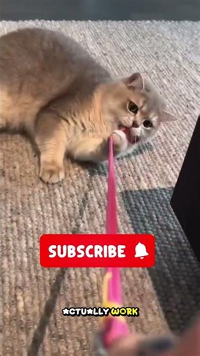 New Cat Running Away? Do THIS Instead (It Works Fast)