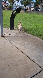 Steam Train Pug | Pug lovers