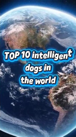 Top 10 most intelligent dogs. Top 10 best dogs in the world 🌍