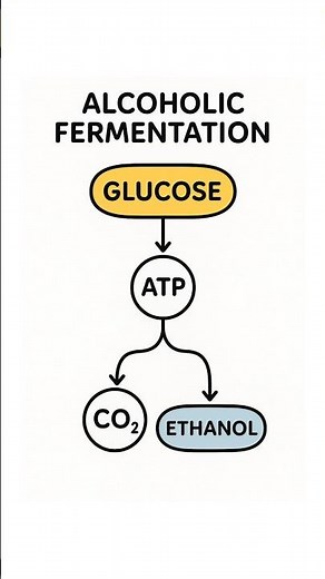 Alcoholic Fermentation Explained: How Glucose Makes ATP, CO₂ & Ethanol! #science #biology #shorts
