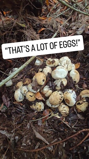Kev Pav on Instagram: "@crittercatchermeg @reptilekyle Guess how many Python Eggs were in this nest! . #python #burmesepython #burm #burmese #snake #foryou #fyp #fypシ #explore #explorepage #foryoupage #everglades #florida #floridaman #nature #wildlife #invasivespecies #invasive #nest #eggs #pythonnest #pythoneggs #capture #viral"