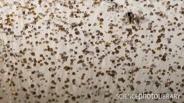 Timelapse footage of the growth of Mucor sp. mould. The spore-bearing conidia of the mould appear as black balls held up on white stalks, which can reach several centimetres in height. Credit: Valter Binotto / Science Photo Library https://bit.ly/3AAkW6C #fungi #fungus #microbiology #mycology #science | Science Photo Library