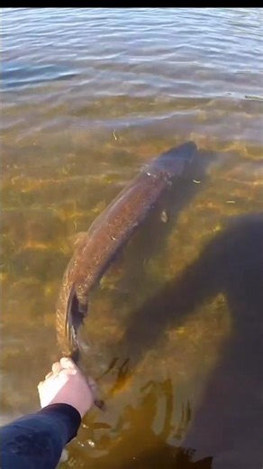 Lure Pike Fishing For Monster Pike 2025 #fishing