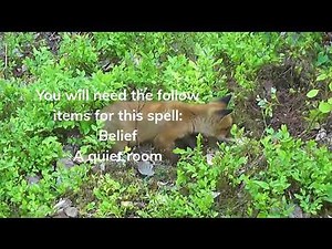 Real Fox spell 100% work