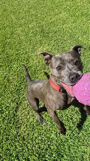 RORY 💜 Have loved pet sitting you gorgeous girl! Ive been pet sitting Rory now for about 4 years (before covid and now after) she is such a delight! And absolutely loves her pink ball! Until next time Rory girl | Christie’s Dog Grooming & Pet sitting service