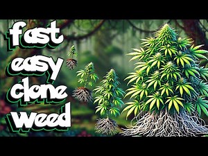fastest and easiest way to clone weed - how to clone weed #easy #fast #organic
