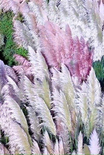 #foryouシ #nature #lifeisbutadream #luxuryhomes #naturevideo #travel #modernhouse