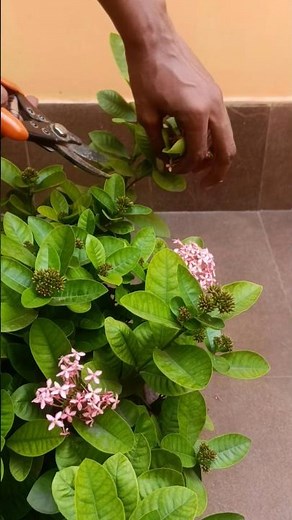 IXORA in Pot - Pruning after Full Bloom #ixora #fullbloom #pruning #gardeninghacks
