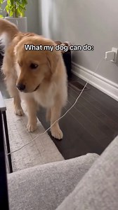 Lifesaver Pool Fences protect your pets, too! Both clumsy and agile ;-) #poolsafety #watersafety #lifesaver #lifesaverpoolfence #childsafety #pool #savealife #drowningprevention #childsafety #poolfence #doglovers #funnydogvideos #funnyvideos #puppies | Life Saver Pool Fence Systems