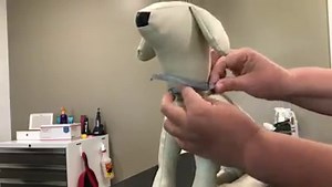 Helpful videos #1. The easiest way to remove a seresto collar (they’re boogers to get off sometimes). | Groomerspace