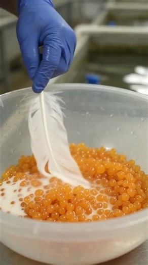 Fish Breeding Full Process #agriaqua #fishbreeding #aquaculture #fishfarming #fishhatchery #shorts