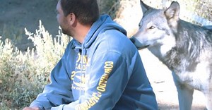 Veterans Coping With PTSD Are Healing With The Help Of Rescued Wolves