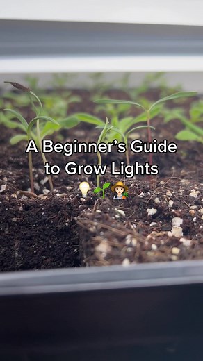 Beginner’s Guide to Choosing Grow Lights for Seedlings