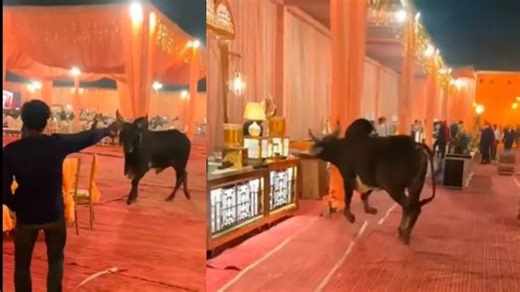 Bull gatecrashes wedding venue, chases man trying to shoo it away in hilarious video