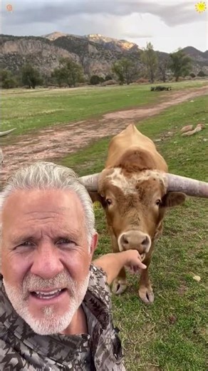 A dramatic cow#cow #funnyvideos #funny #Foryou #funnyanimal