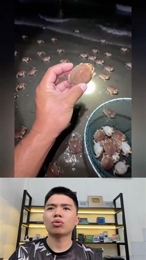 What The Dog Doing P62: PIPI LABU Ngoài Biển.