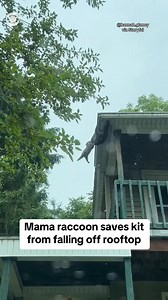 32M views · 721K reactions | A couple captured the dramatic moment a mother raccoon saved its kit from falling off the rooftop from a Pennsylvania home. The pair was dangling in the air while the mama raccoon held on to her baby for dear life. Eventually, the raccoon was able to pull her kit up to safety. | CBS News | Facebook