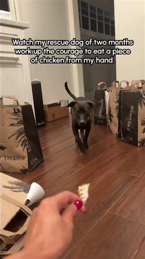 Nervous Rescue Dog Finally Learns To Take Treat From Humans