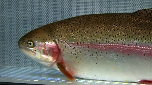 Extreme Closeups Of A Cutthroat Trout At The Bozeman Fish Technology Center Show Its Scales And Fins | Premium Stock Video Footage