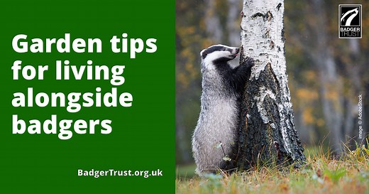 Garden tips for living alongside badgers