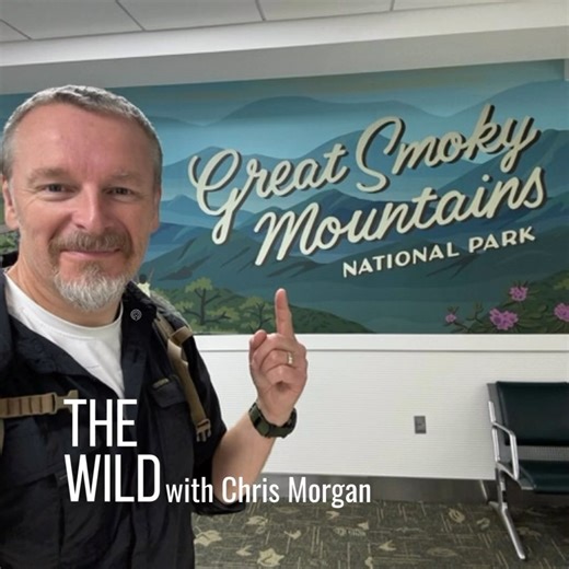 This week, a light show put on by insects. Fireflies. But not just ANY firefly - Photinus carolinus …what’s known as a “synchronous” firefly. They gather just after dark, and all of them flash - at the same time - in their thousands #biodiversity #podcast #nationalparks #wildlife #nature #fireflies #greatsmokymountainsnationalpark @kuow @nprpodcasts | Chris Morgan Wildlife