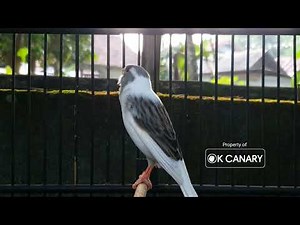 The Secret to a Fast Trilling Canary: Best Triggering Training Sounds❗❗