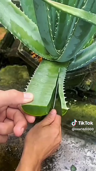 ta fait pipi sur la voiture de ton patron! lol et ta femme carla dit que tu ces pas rouler lol part2#fyp #tik_tok #storytime #tendencia