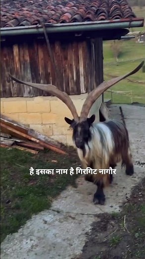 Demon Goat with Twisted Spiral Horns 😱 #facts #animals