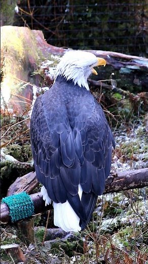 Volta's Vocalization (Bald Eagle)